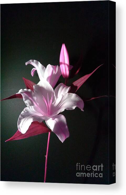 Pink Lily Canvas Print featuring the photograph Pink Lily by Delynn Addams