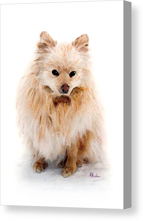 Pomeranian Canvas Print featuring the pastel Pip by Brent Ander