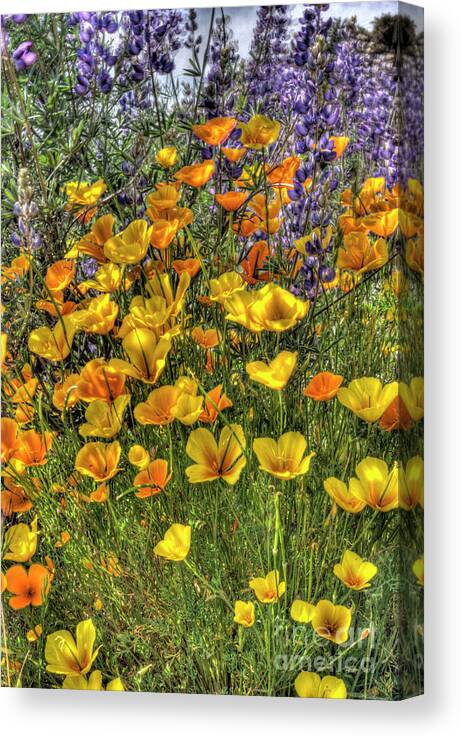 Poppy Canvas Print featuring the photograph Poppies and Lupines by Jim And Emily Bush