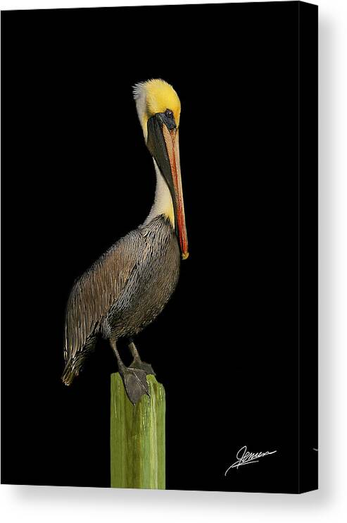 Nature Canvas Print featuring the photograph Portrait of a Pelican II by Phil Jensen