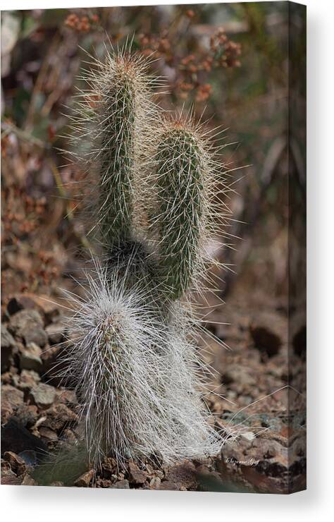 Photograph Canvas Print featuring the photograph Prickly by Suzanne Gaff