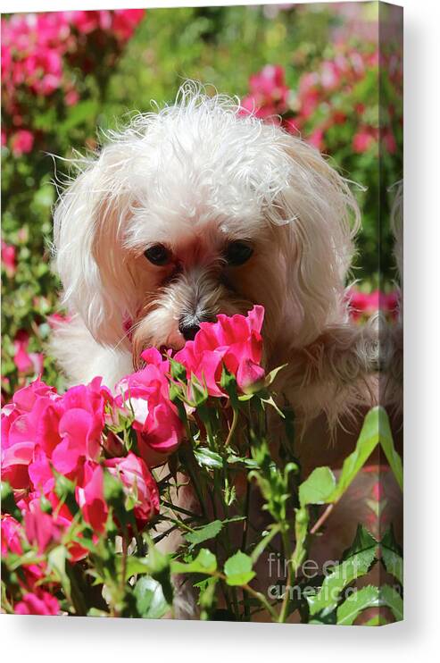 Puppy Canvas Print featuring the photograph Puppy with Roses by Carol Groenen