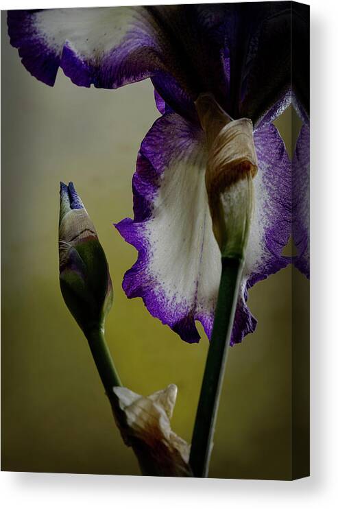 Purple And White Iris Canvas Print featuring the photograph Purple and White Iris Flower by Art Whitton