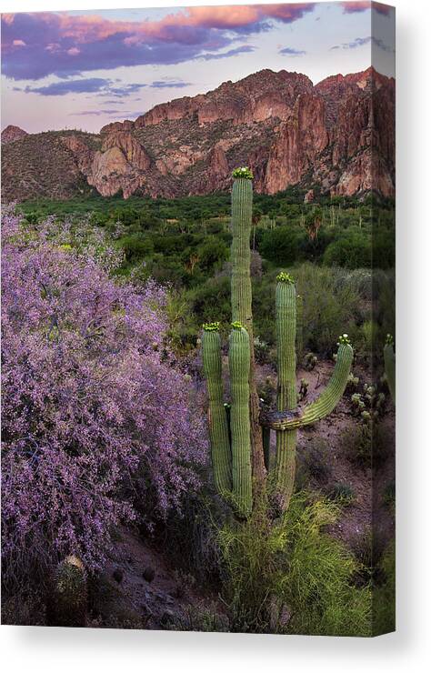Purple Blossoms Canvas Print featuring the photograph Purple Desert Beauty by Dave Dilli