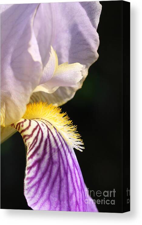 Flower Canvas Print featuring the photograph Purple Iris by Steve Augustin