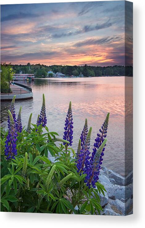 #lupines#causeway#naples#maine#landscape#long#lake#spring#sunset Canvas Print featuring the photograph Purple Lupines on the Causeway by Darylann Leonard Photography