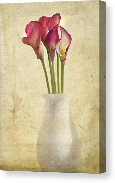 Cala Lily Canvas Print featuring the photograph Quietly by Rebecca Cozart