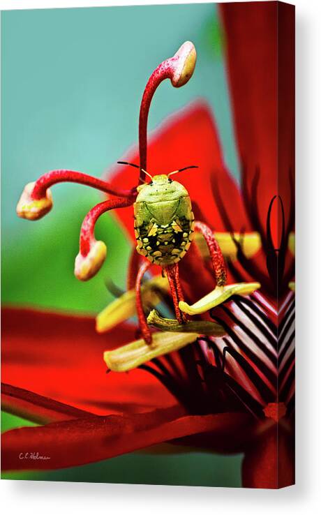 Nature Canvas Print featuring the photograph Quilt On My Back by Christopher Holmes