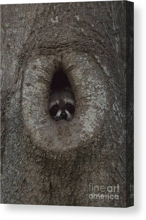 Seagull Canvas Print featuring the photograph Raccoon in his Tree Hole by D Wallace