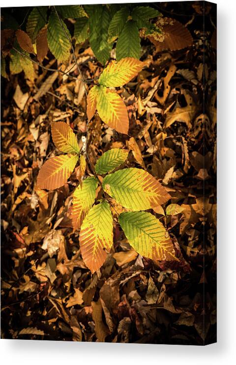 Beech Canvas Print featuring the photograph Radiant Beech Leaf Branches by Douglas Barnett