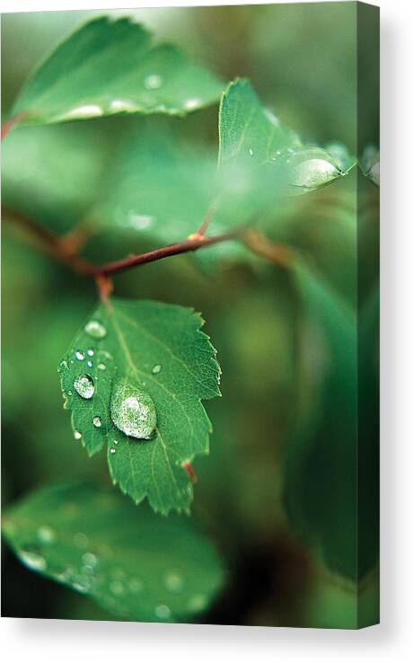 Rain Canvas Print featuring the photograph Rain Droplet on Leaf by Steve Somerville
