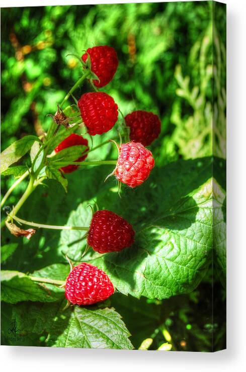 Fruit Canvas Print featuring the photograph Raspberries by Pennie McCracken