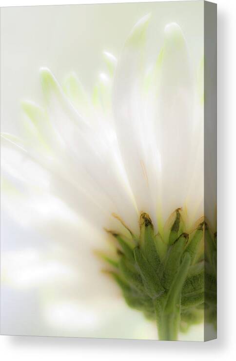 Flower Canvas Print featuring the photograph Reaching for the light by Karen Smale