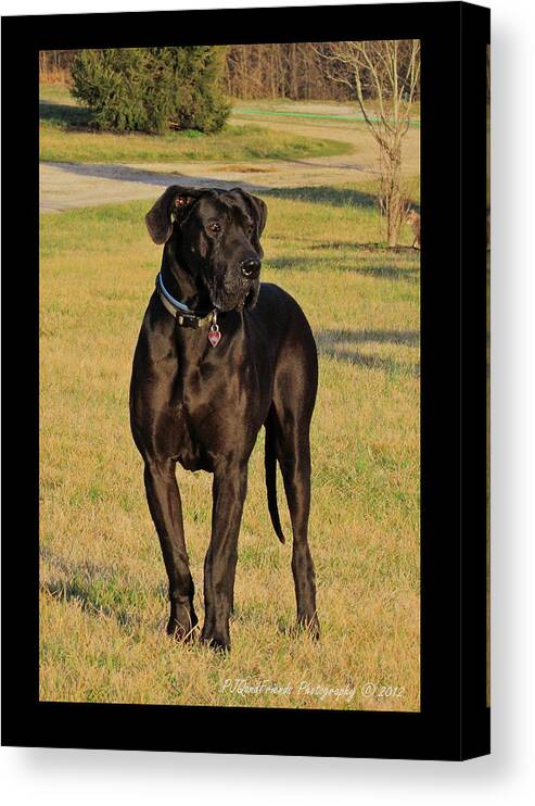 Great Dane Canvas Print featuring the photograph 'Really Big Bigg of Crescent Farm' by PJQandFriends Photography