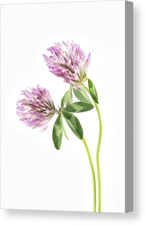 Flower Canvas Print featuring the photograph Red Clover on a white background. by John Paul Cullen