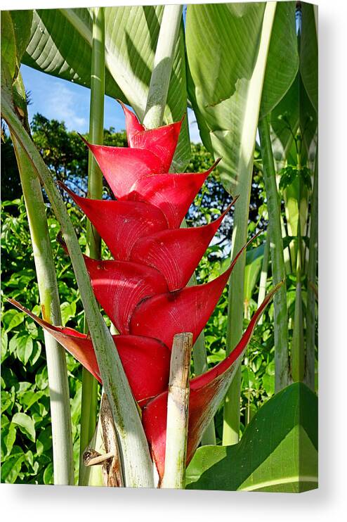 Giant Canvas Print featuring the photograph Red Heliconia by Robert Meyers-Lussier