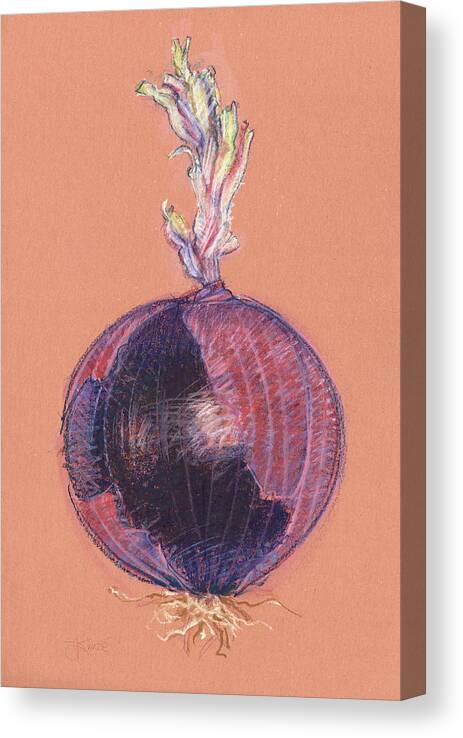 Onion Canvas Print featuring the drawing Red Onion by Judith Kunzle