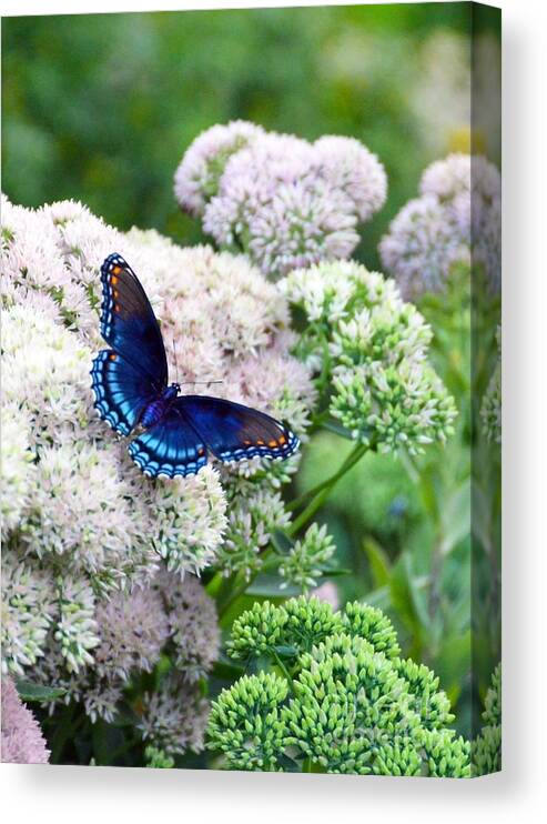Red Spotted Purple Canvas Print featuring the photograph Red Spotted Purple Butterfly on Sedum by Catherine Sherman