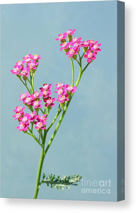 Flowers Canvas Print featuring the photograph Red Yarrow by Steve Augustin