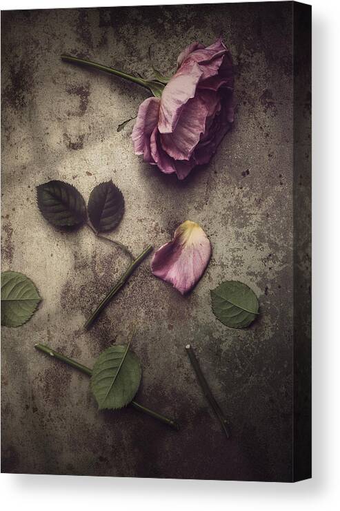 Rose Canvas Print featuring the photograph Remnants by Amy Weiss