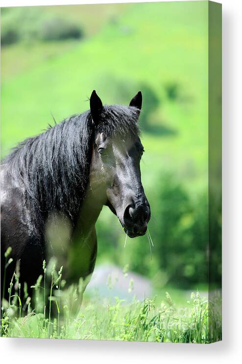 Rosemary Farm Sanctuary Canvas Print featuring the photograph Molly by Carien Schippers