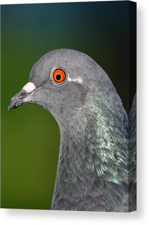 Rock Canvas Print featuring the photograph Rock Dove by Nicholas Blackwell