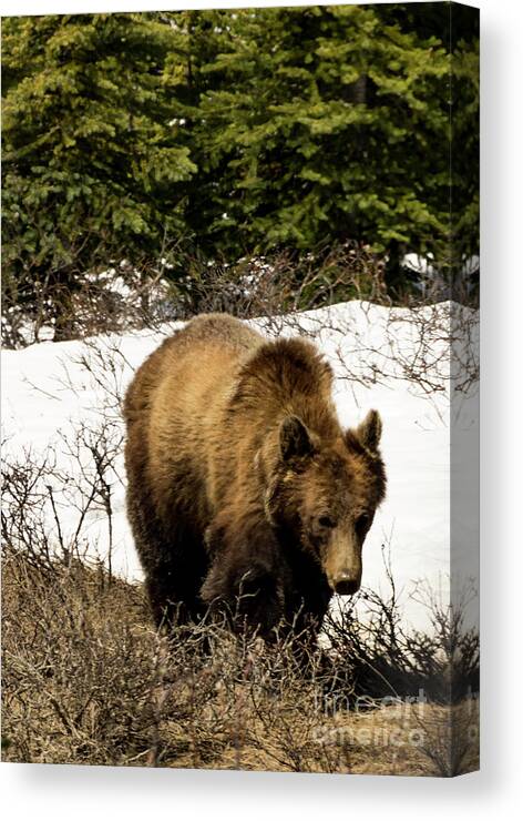 Bear Canvas Print featuring the photograph Rockies Grizzly by Louise Magno