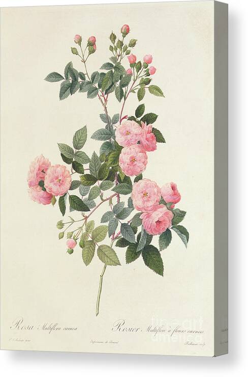 Rosa Canvas Print featuring the drawing Rosa Multiflora Carnea by Pierre Joseph Redoute