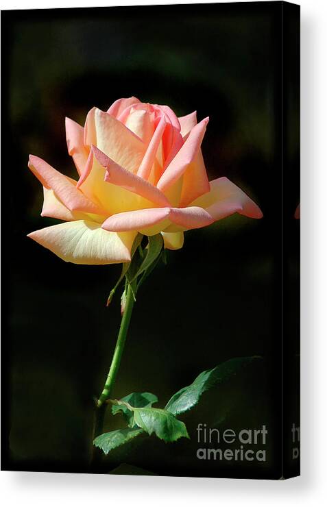 Rose Canvas Print featuring the painting Rose of St. james by Stephie Butler
