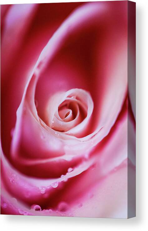 Love Canvas Print featuring the photograph Rose Pink by Maggie Mccall