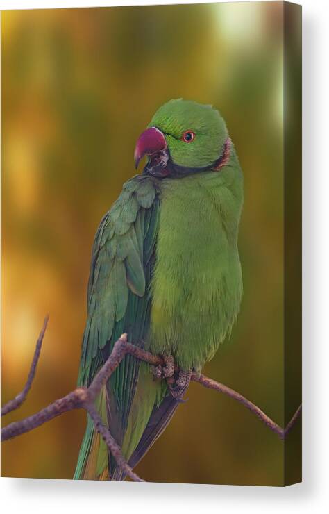 Animal Canvas Print featuring the photograph Rose-Ringed Parakeet by Brian Cross