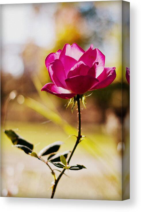 Flowers Canvas Print featuring the photograph Rosebud by Mike Dunn