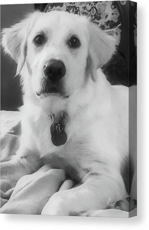Dog Canvas Print featuring the photograph Ruby by Bruce Carpenter