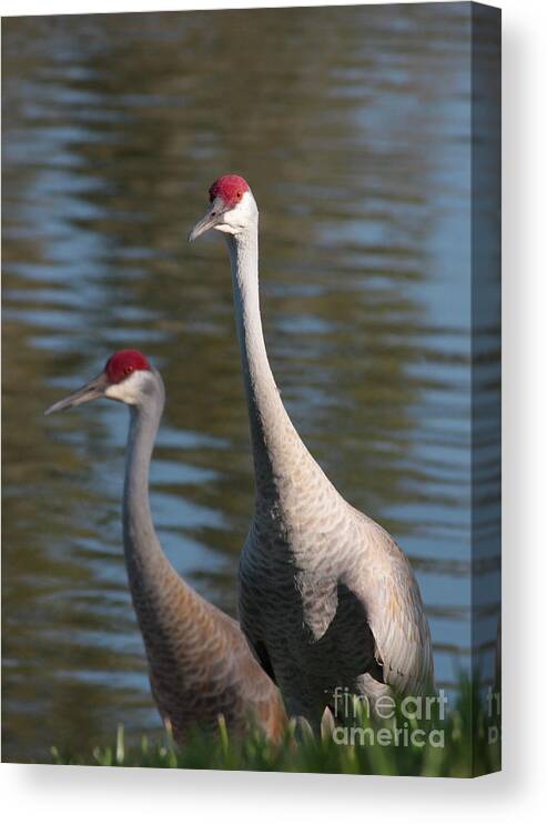Sandhill Cranes Canvas Print featuring the photograph Sandhill Crane Couple by the Pond by Carol Groenen