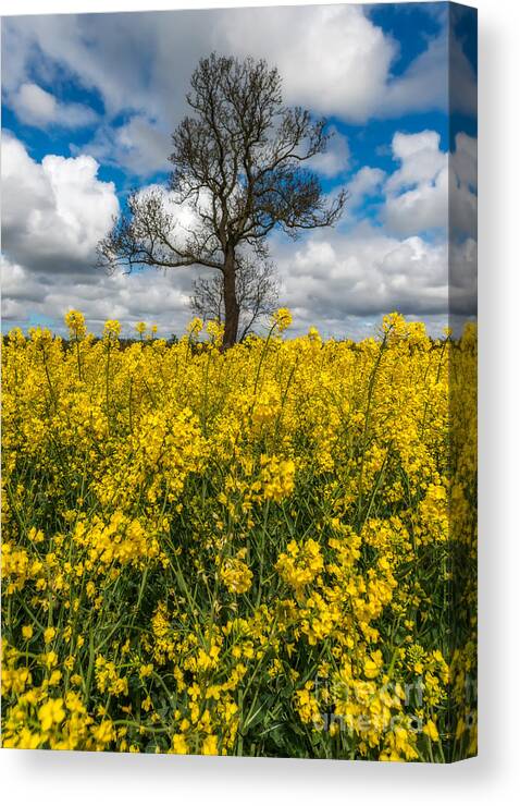 Rapeseed Canvas Print featuring the photograph Sea of Yellow by Adrian Evans