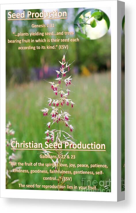Seeds Canvas Print featuring the photograph Seed Production by Merle Grenz