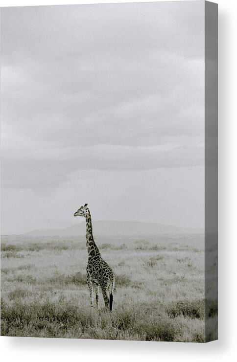 Inspiration Canvas Print featuring the photograph Serengeti Solitude by Shaun Higson