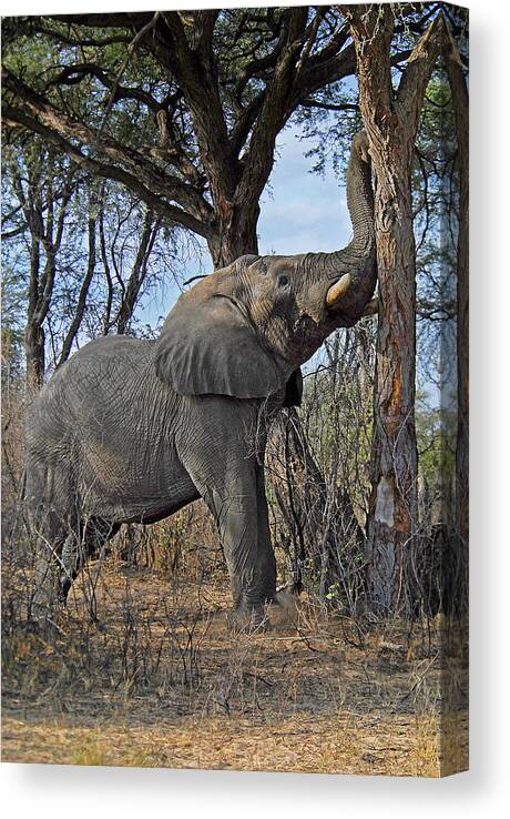 Elephant Canvas Print featuring the photograph Shake the Trees by Ted Keller