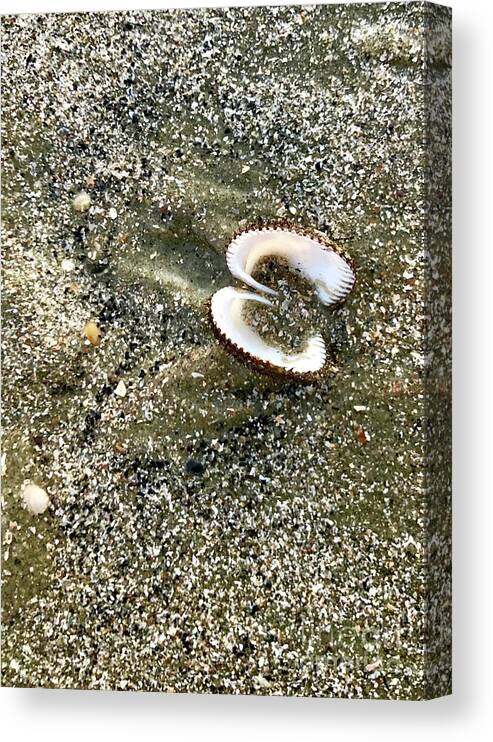 Shell Canvas Print featuring the photograph Shell by Flavia Westerwelle