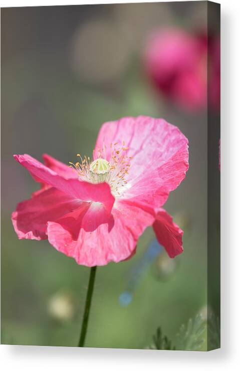 Shirley Poppy Canvas Print featuring the photograph Shirley Poppy 2017-1 by Thomas Young