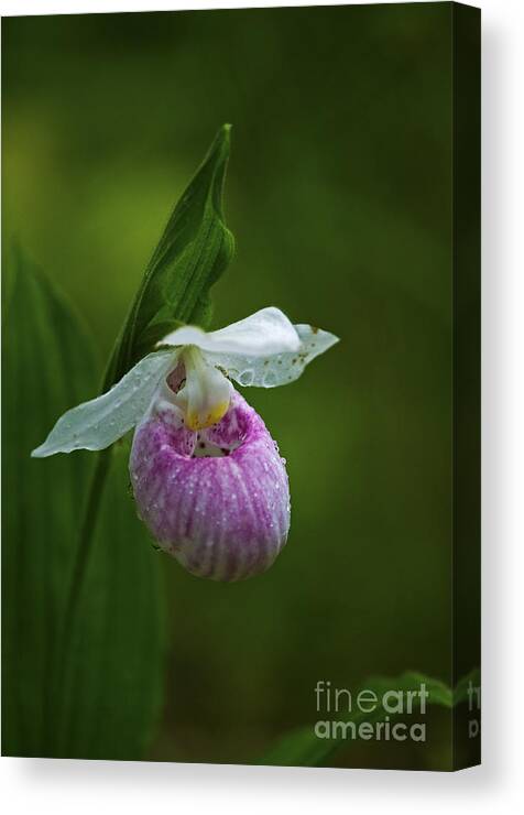 Showy Lady's Slipper Canvas Print featuring the photograph Showy Lady's Slipper.. by Nina Stavlund