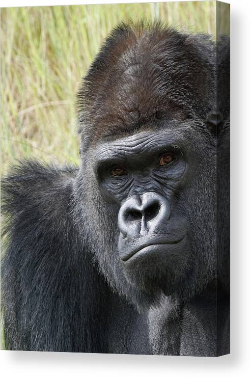 Animals Canvas Print featuring the photograph Silverback Gorilla 13 by Ernest Echols
