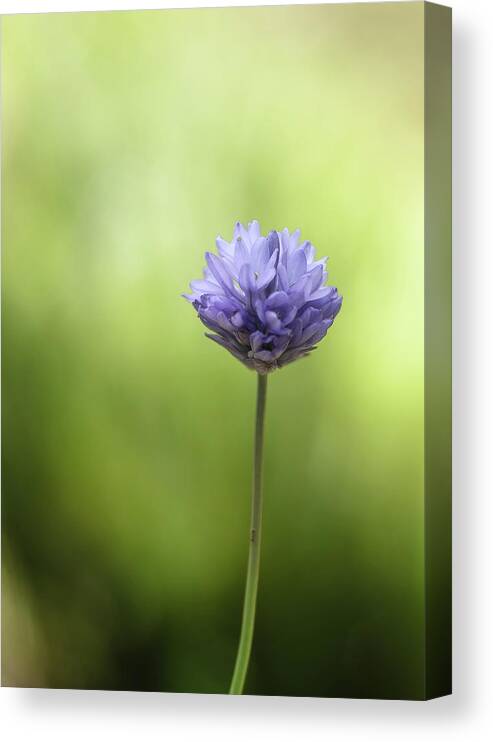 Blue Flower Canvas Print featuring the photograph Simply Blue by Tom Potter