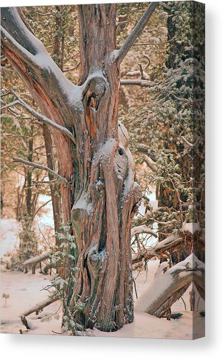 Fine Art Canvas Print featuring the photograph Snowy Dead Tree by Donna Greene