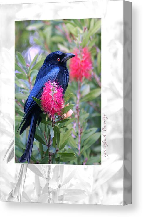 Animals Canvas Print featuring the photograph Spangled Drongo by Holly Kempe