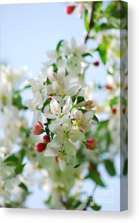 White Canvas Print featuring the photograph Spring Blossoms by Lila Fisher-Wenzel