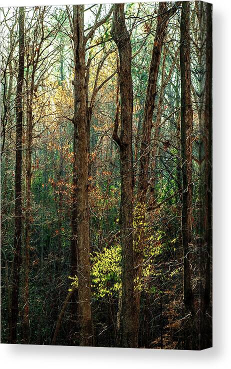 Alexandria Canvas Print featuring the photograph Springtime in the NC Pines by Jim Moore
