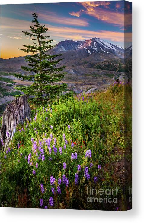 America Canvas Print featuring the photograph St Helens Caldera by Inge Johnsson