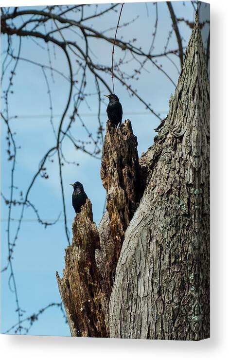 Jan Holden Canvas Print featuring the photograph Starlings Times Two by Holden The Moment
