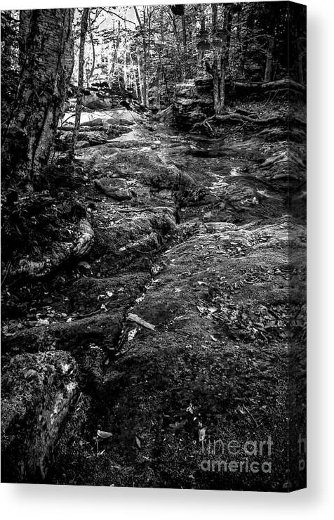 River Canvas Print featuring the photograph Stevensville Brook in Underhill, Vermont - 2 BW by James Aiken
